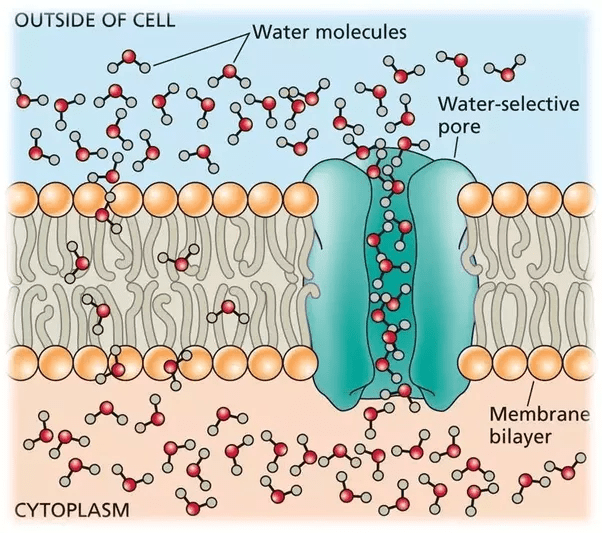 How does water diffuse a membrane? Quora