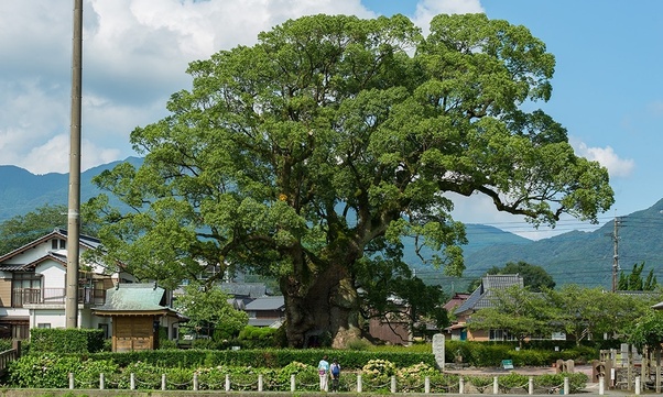 Pohon Ek Atau Oak Banyak Dijumpai Dan Tumbuh Dengan Baik Di Negara