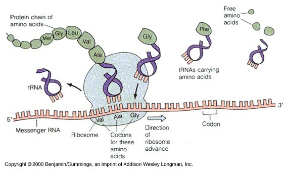What's the difference between transcription and translation? Quora