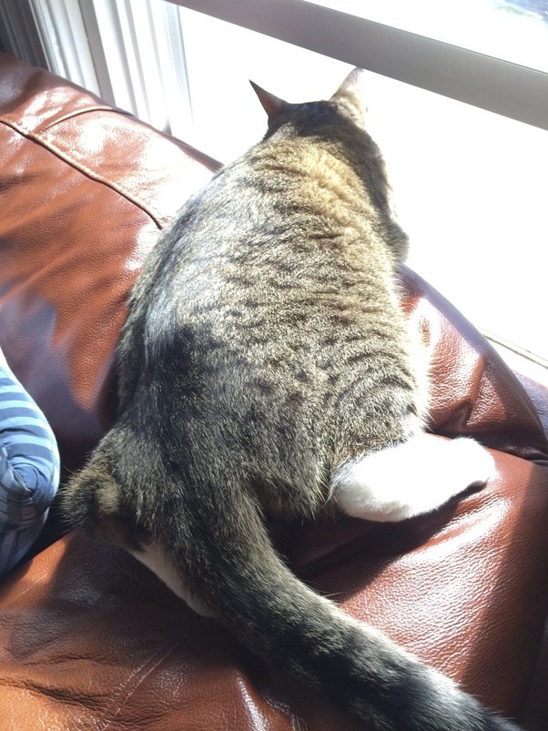 How to keep the cat off the sofa Quora