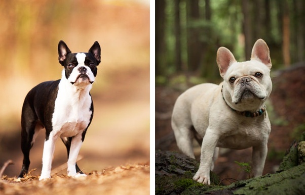 Why do French bulldogs vary in body build so much from lean and slender