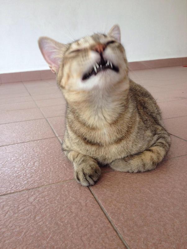 What is normal play between a female and a male cat that are both