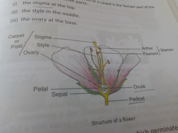 There are mainly 4 whorls in a plant as follows. What Are The Four Main Parts Of A Flower Quora