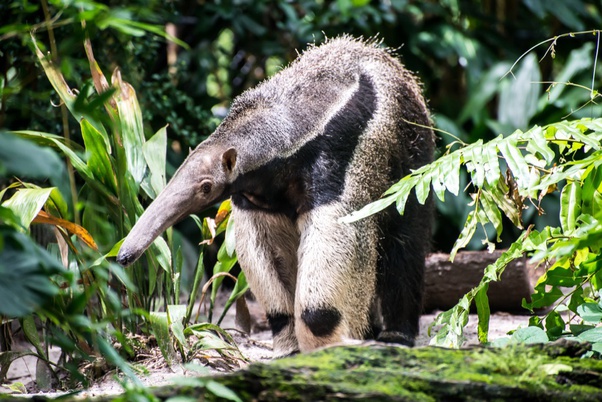 What rare fact do you know about an animal that would change a lot of