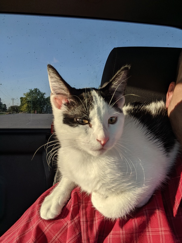 How to train a kitten and then cat to sit on your shoulder Quora