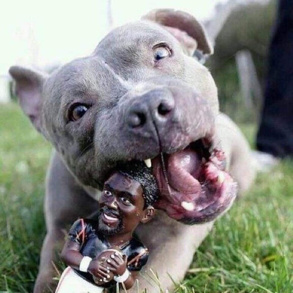 Why can't people Michael Vick for killing dogs? Quora