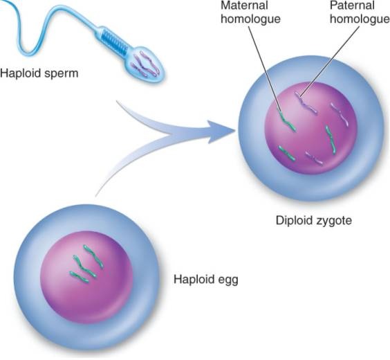 What is zygote and gametes? Quora