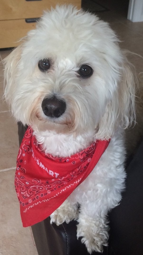 What are some good dog breeds for inexperienced, first