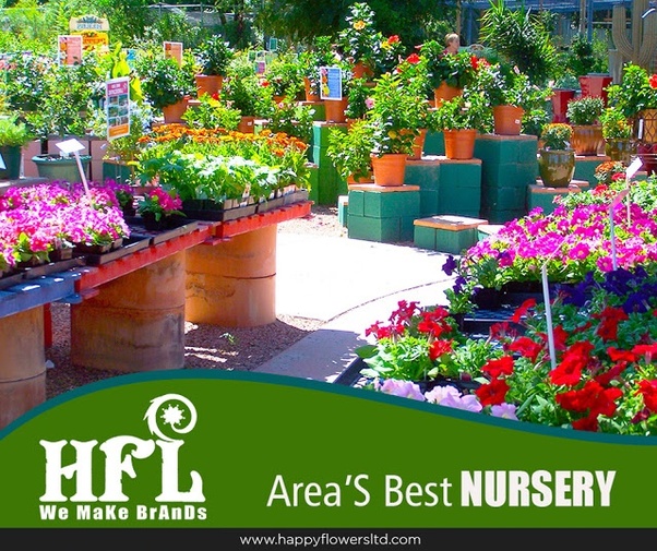 Which is the best online plant nursery to buy plants in Delhi? Quora