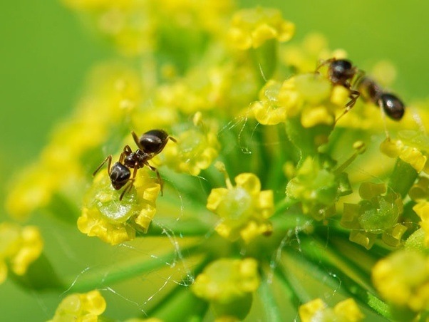 Does honey attract ants? Quora