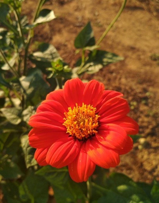 Can you post the best flower photos taken by mobile phone camera? Quora