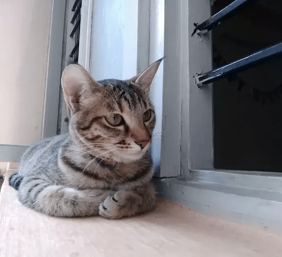 How long can a kitten and a cat stay home alone? Quora