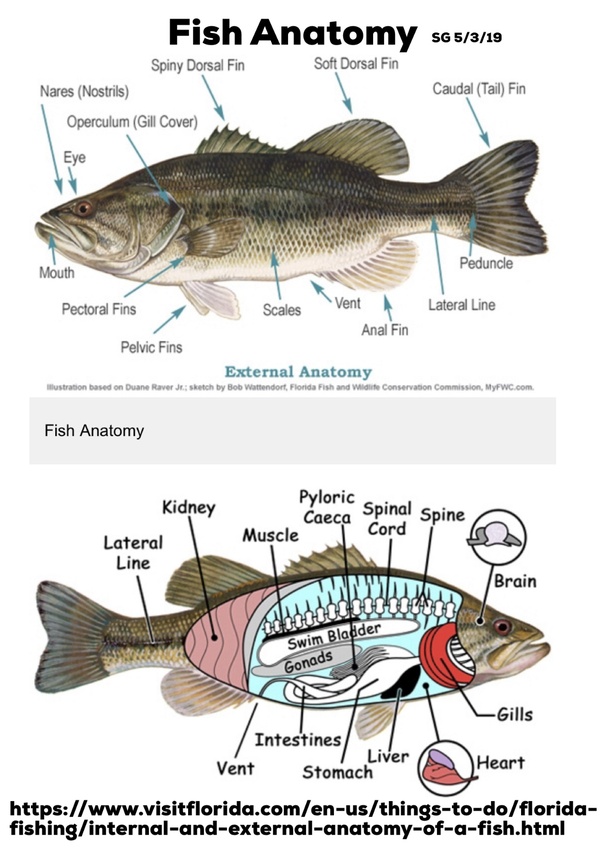Fish Brain Anatomy Anatomical Charts & Posters