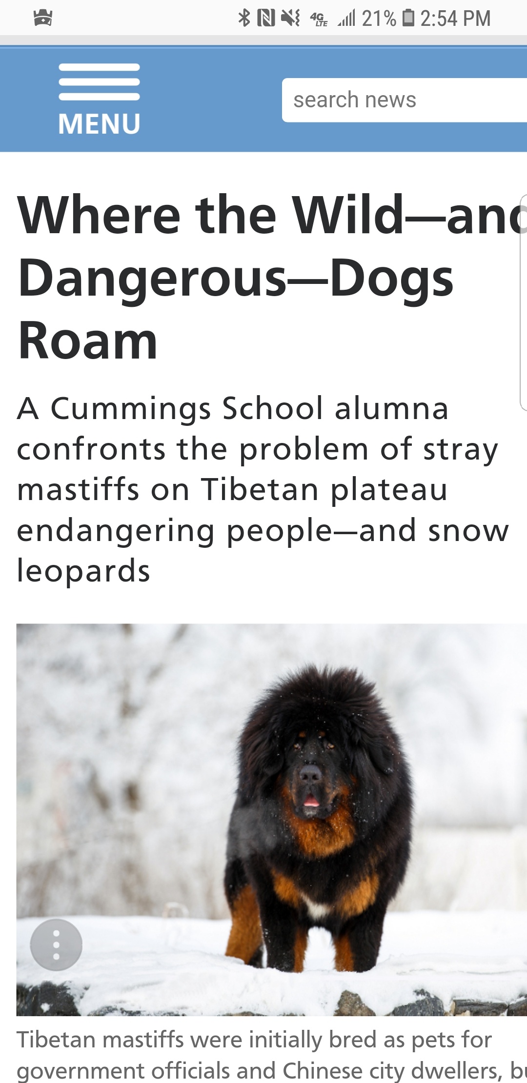 Can Tibetan Mastiff Kill A Wolf