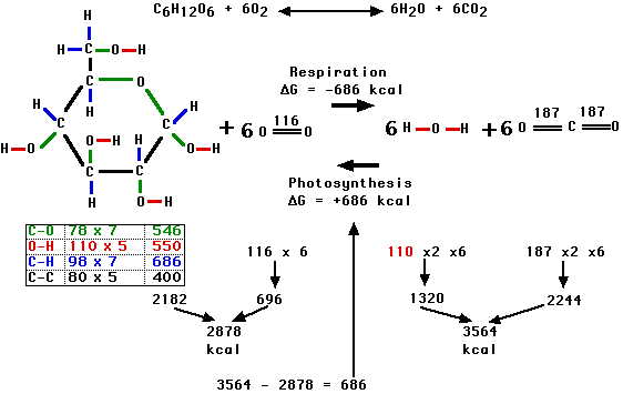 Is cellular respiration considered an endergonic or exergonic reaction
