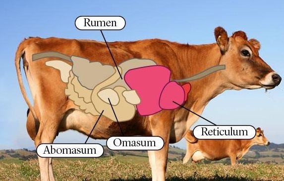 How many stomachs does a cow have and what does each one do? Quora