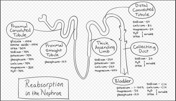 Which part of the nephron is responsible for the maximum reabsorption