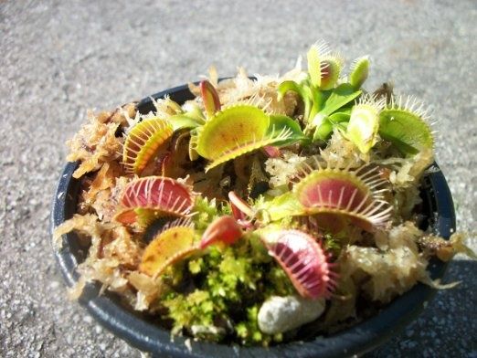 Is this a Venus flytrap? Quora