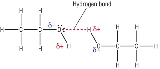 If amides have higher boiling points than carboxylic acids why don't