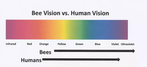 Are honey bees colour blind? Quora