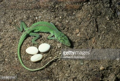 How do anole lizards have babies? Quora