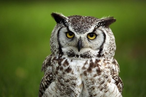 How to say owl in spanish Quora