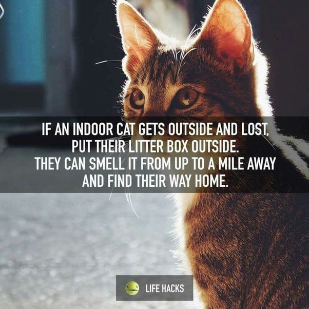 Why do cats live so long? Quora