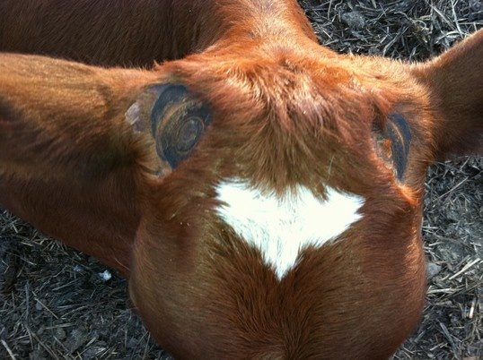 Do cows have horns? Quora