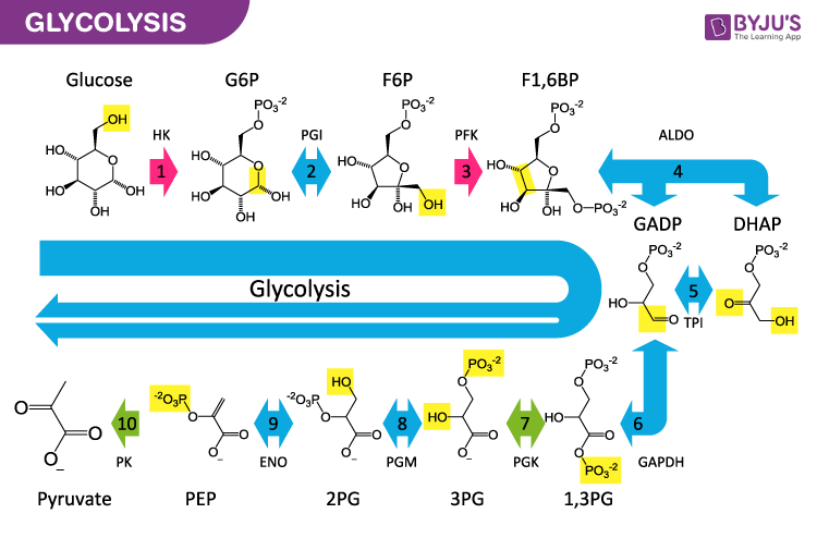Berapa banyak ATP yang dihasilkan dalam glikogenolisis, dari glikogen  menjadi glukosa? - Quora