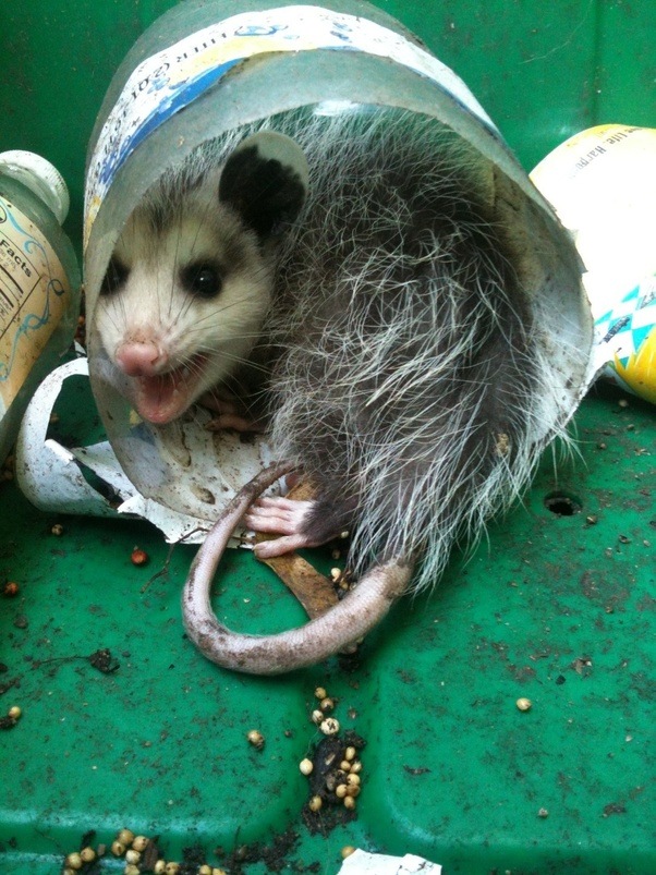 How to keep possums out of your garden Quora