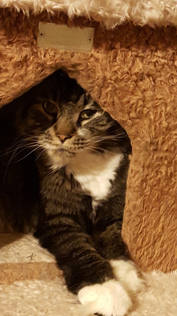 Do cats sense when humans are sad? Do cats show they can