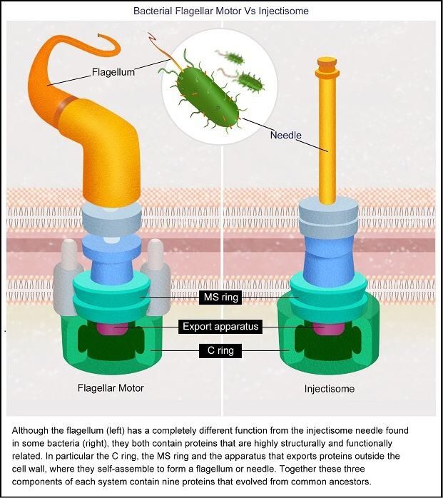 Apakah motor flagel bakteri menyangkal evolusi? - Quora