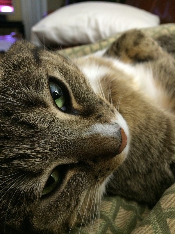 When I pet my cat, why does she lick herself where I've just petted her? Quora