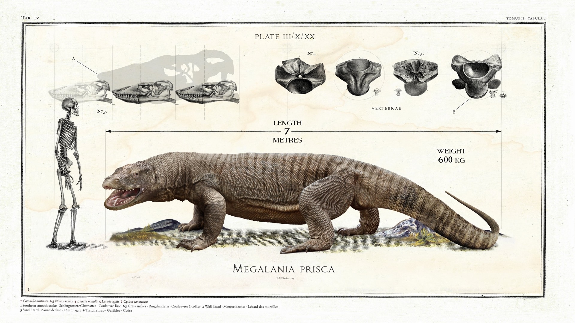 Has There Ever Been Any Monitor Lizard Bigger Than The Komodo Dragon? - Quora