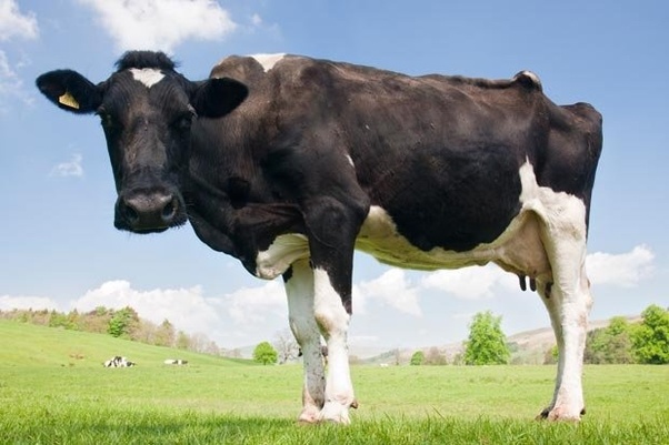 Which animals sleep standing up? Quora