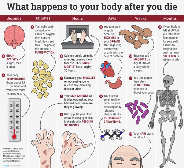 How long does it take for the body to and turn