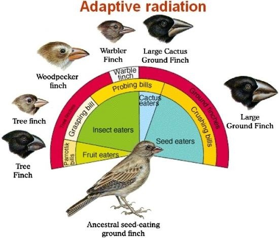 In regards to evolution, what is adaptive radiation? Quora