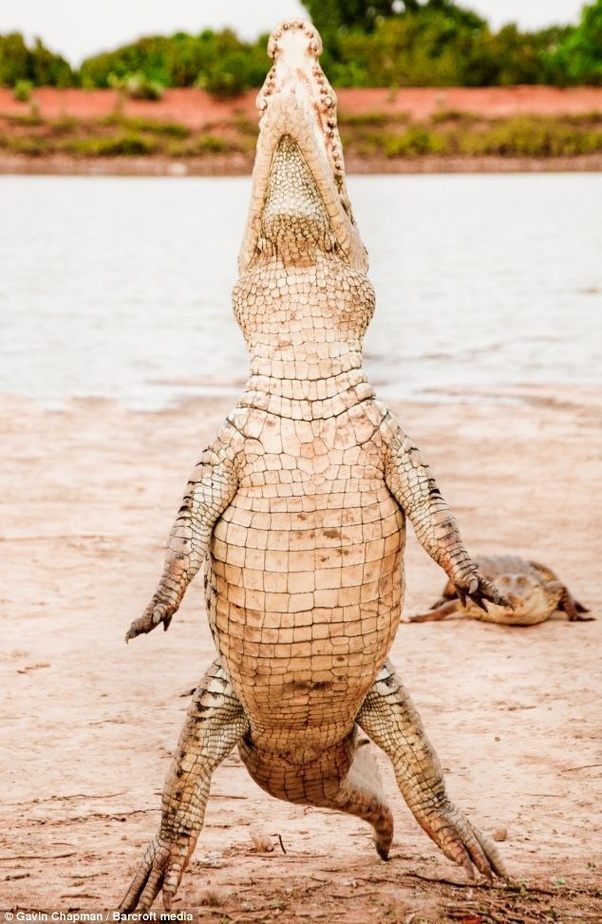 Do crocodiles stand upright on their hind legs when they are underwater