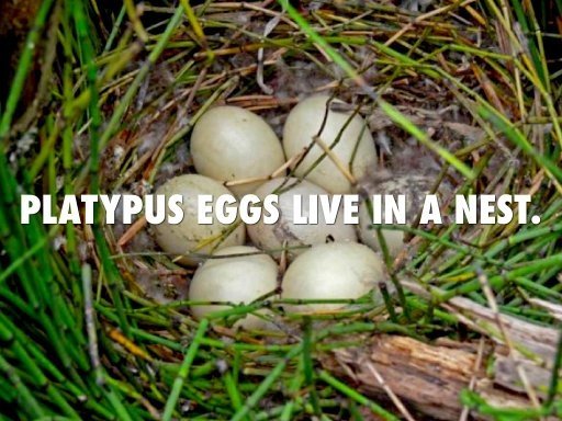 What do the eggs of platypuses look like? How long is the hatching