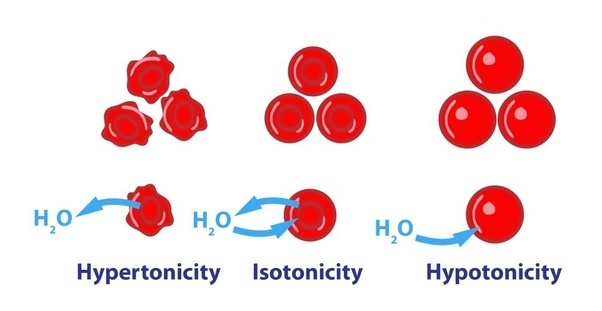 Hypertonic Hypotonic Isotonic Solutions NurseStudy.Net