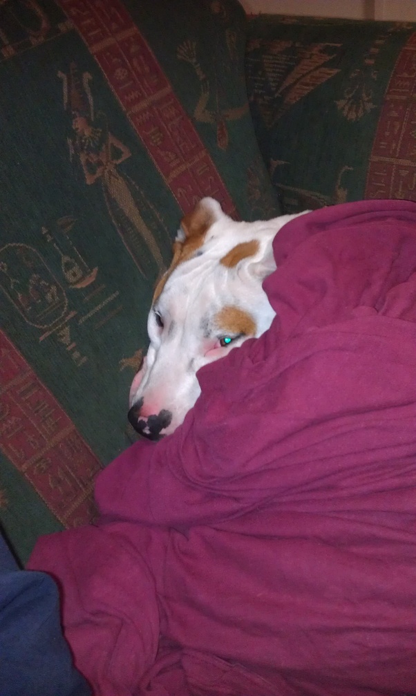 Do you think dogs like it when you cover them with a blanket? Quora