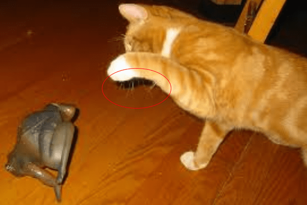 Why does my cat have 'whiskers' in the back of his two front legs? Quora