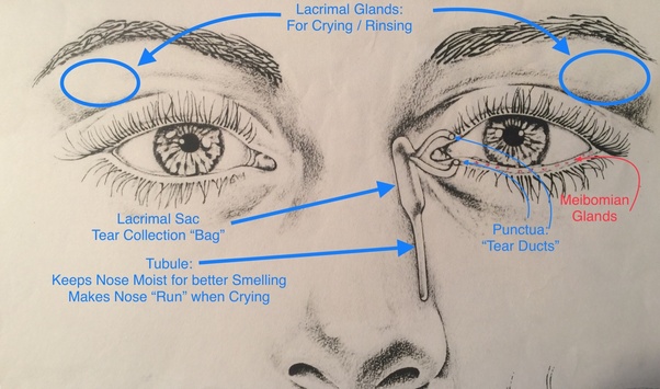 What is the bump on eye socket bone lining eyeball, close to the inner