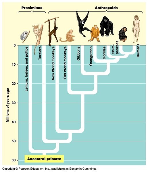 What is the difference between monkeys, apes and gorillas? Quora