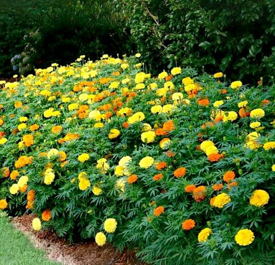 After growing marigolds with tomatoes last year in OH, now there are