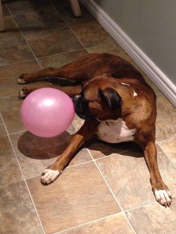 Why would feeding raw meat to my dogs make them aggressive? Quora