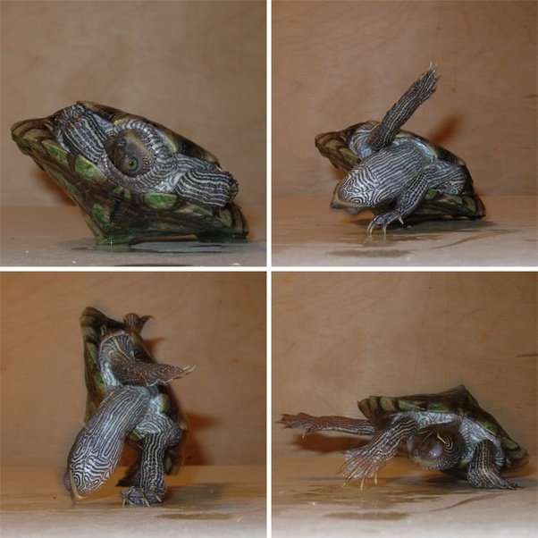 How do turtles turn right side up when they are flipped on