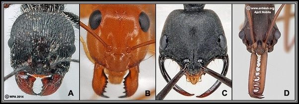 How many teeth does an ant’s mouth contain? Quora