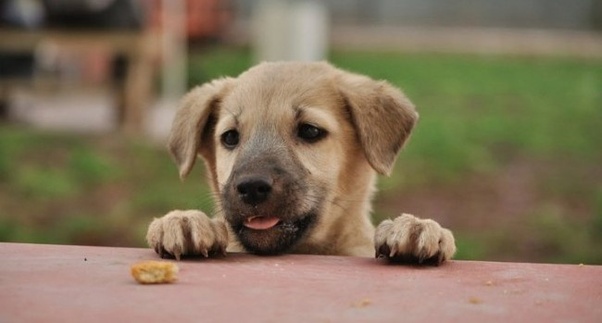 What breeds of dogs make the best house pets? Why? Quora