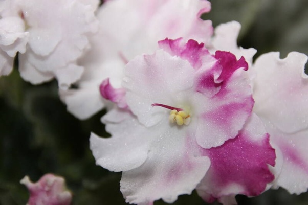 How often should I be watering an African violet? Quora